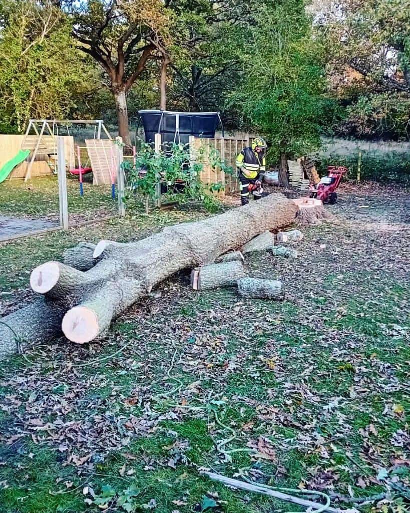 This is a tree laying on the ground of a garden that has just been felled by the operatives from EM Tree Surgery Cirencester
