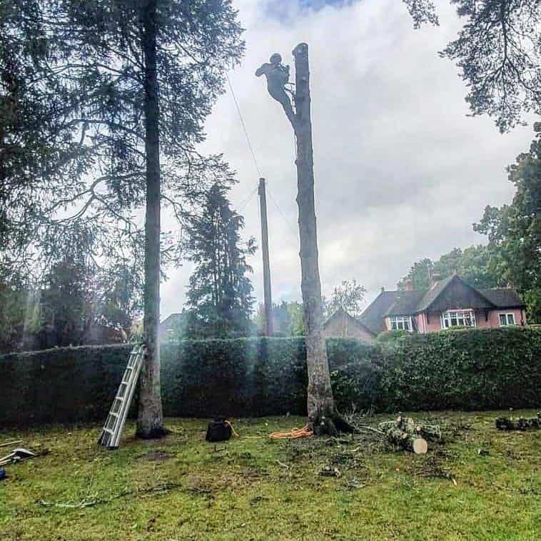 This is a photo of a tree that is being removed, there is just the trunk remaining and the operative from EM Tree Surgery Cirencester is at the top cutting a section of it off.